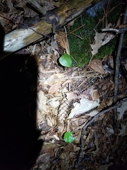 Pyrola americana