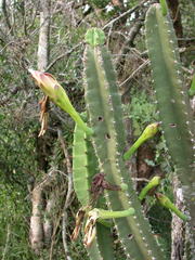 Cereus stenogonus