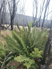 Polystichum proliferum