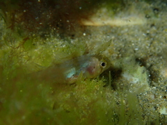 Cristiceps australis