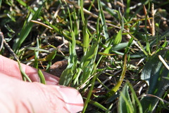 Lomatium nudicaule