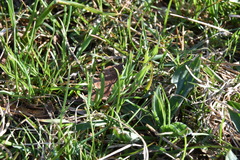 Lomatium nudicaule