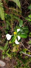 Mussaenda pubescens