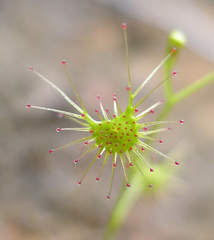 Drosera modesta