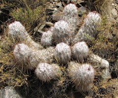 Oreocereus trollii