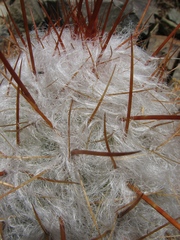 Oreocereus trollii