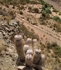 Oreocereus trollii