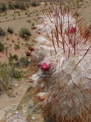 Oreocereus trollii