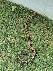 Xenochrophis vittatus