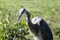 Ardea herodias