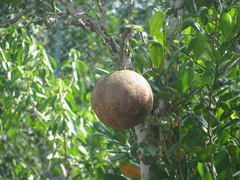 Xylocarpus granatum