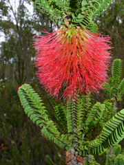 Melaleuca transversa