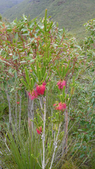 Melaleuca transversa