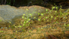 Drosera modesta