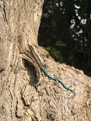 Emoia caeruleocauda