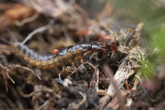 Nebriinae