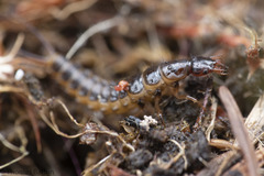 Nebriinae