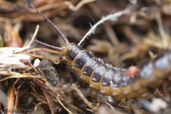 Nebriinae