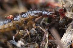 Nebriinae