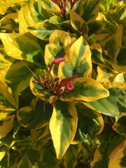 Graptophyllum pictum