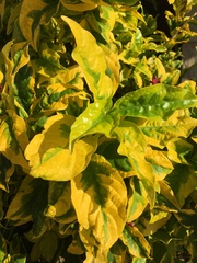 Graptophyllum pictum