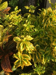 Graptophyllum pictum