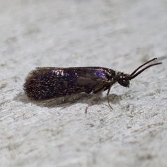 Eriocraniella