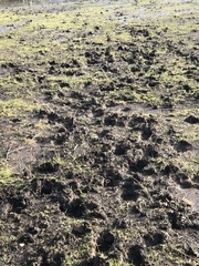 Cervus canadensis canadensis