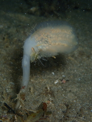 Sycozoa pedunculata