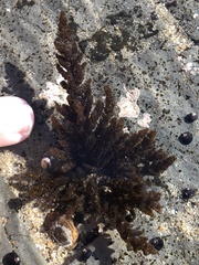 Callithamnion pikeanum