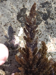 Callithamnion pikeanum