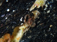 Galathea australiensis