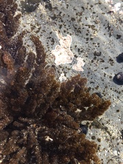 Callithamnion pikeanum