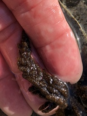 Callithamnion pikeanum