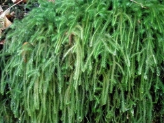 Echinodiopsis hispida