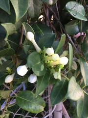 Stephanotis floribunda