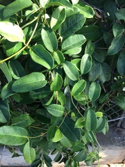 Stephanotis floribunda