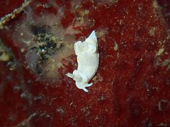 Trapania aureopunctata