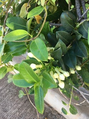 Stephanotis floribunda