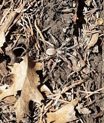 Calisoga longitarsis
