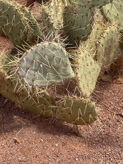 Opuntia