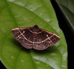 Bertula pallidicosta