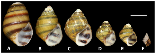 Oblong Rocksnail