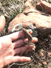 Aspidoscelis uniparens