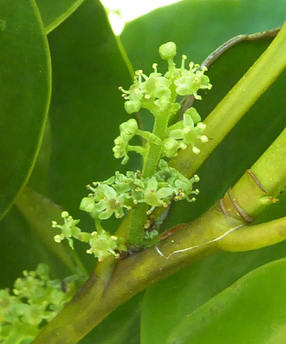 Broadleaf (Griselinia littoralis)