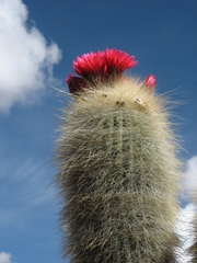 Trichocereus tarijensis