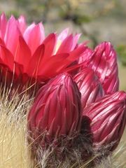 Trichocereus tarijensis