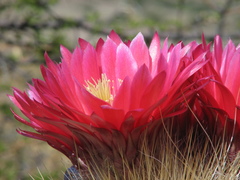 Trichocereus tarijensis