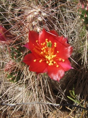 Austrocylindropuntia shaferi