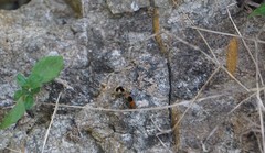 Dasymutilla arachnoides